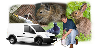 Buckhurst Hill local van